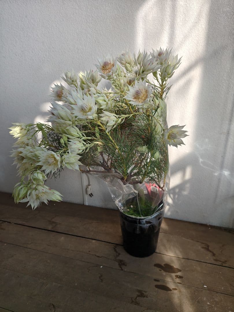 特大　セルリアブラッシングブライド