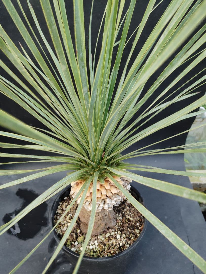 o*要様 ユッカ　ロストラータ