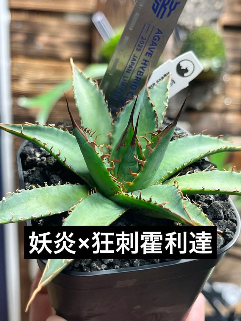 アガベ ハイブリッド 妖炎×狂刺霍利達 子株 agave hybrid