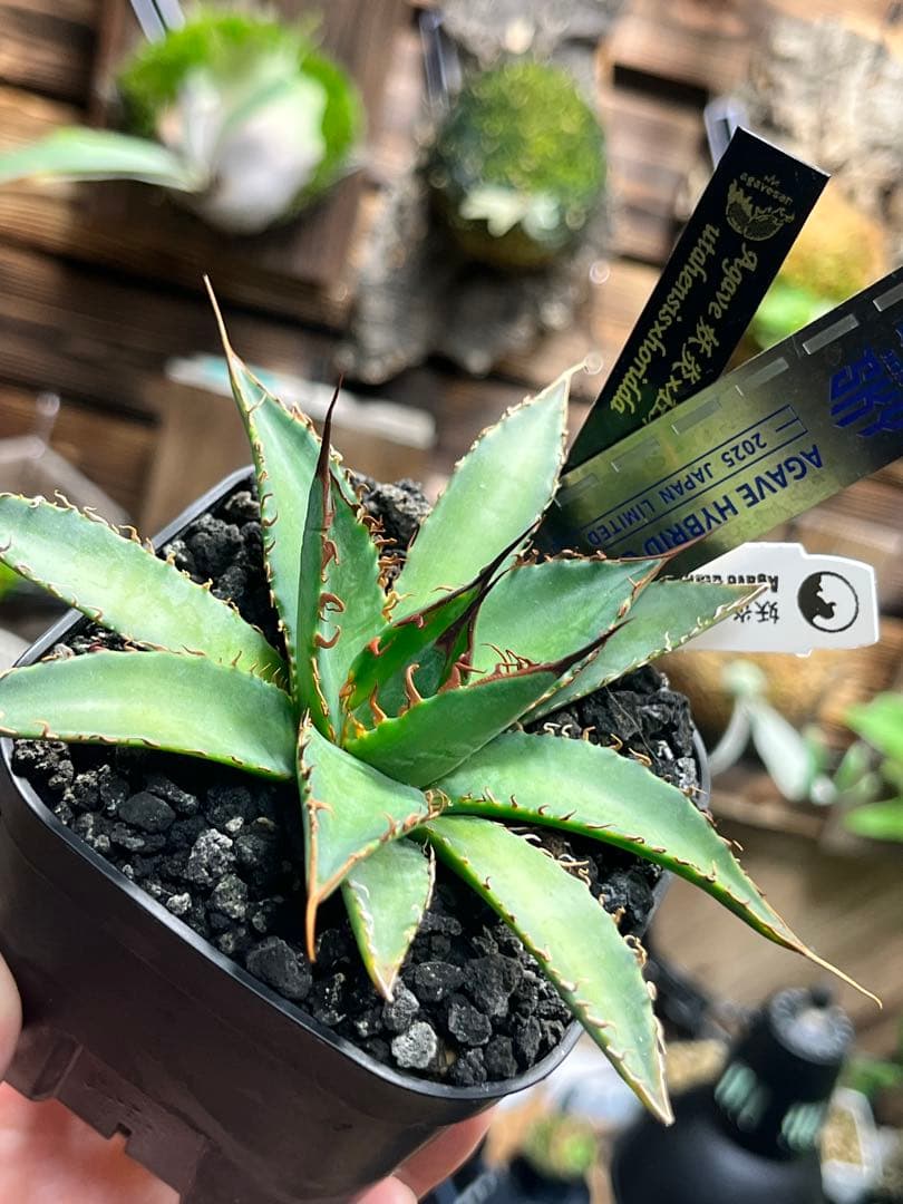 アガベ ハイブリッド 妖炎×狂刺霍利達 子株 agave hybrid