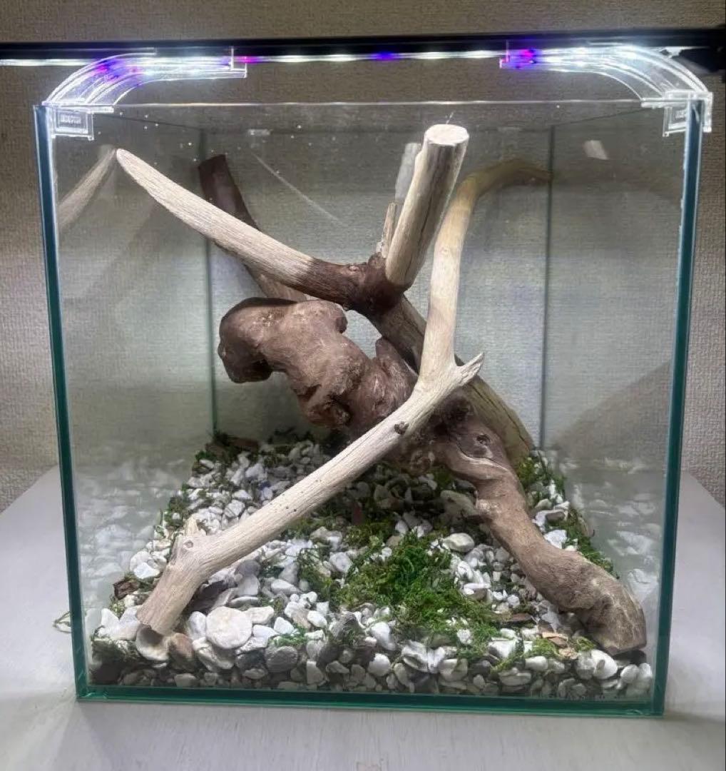 G80 天然流木　灰汁抜き処理済み　爬虫類　両生類　　インテリア　観葉植物