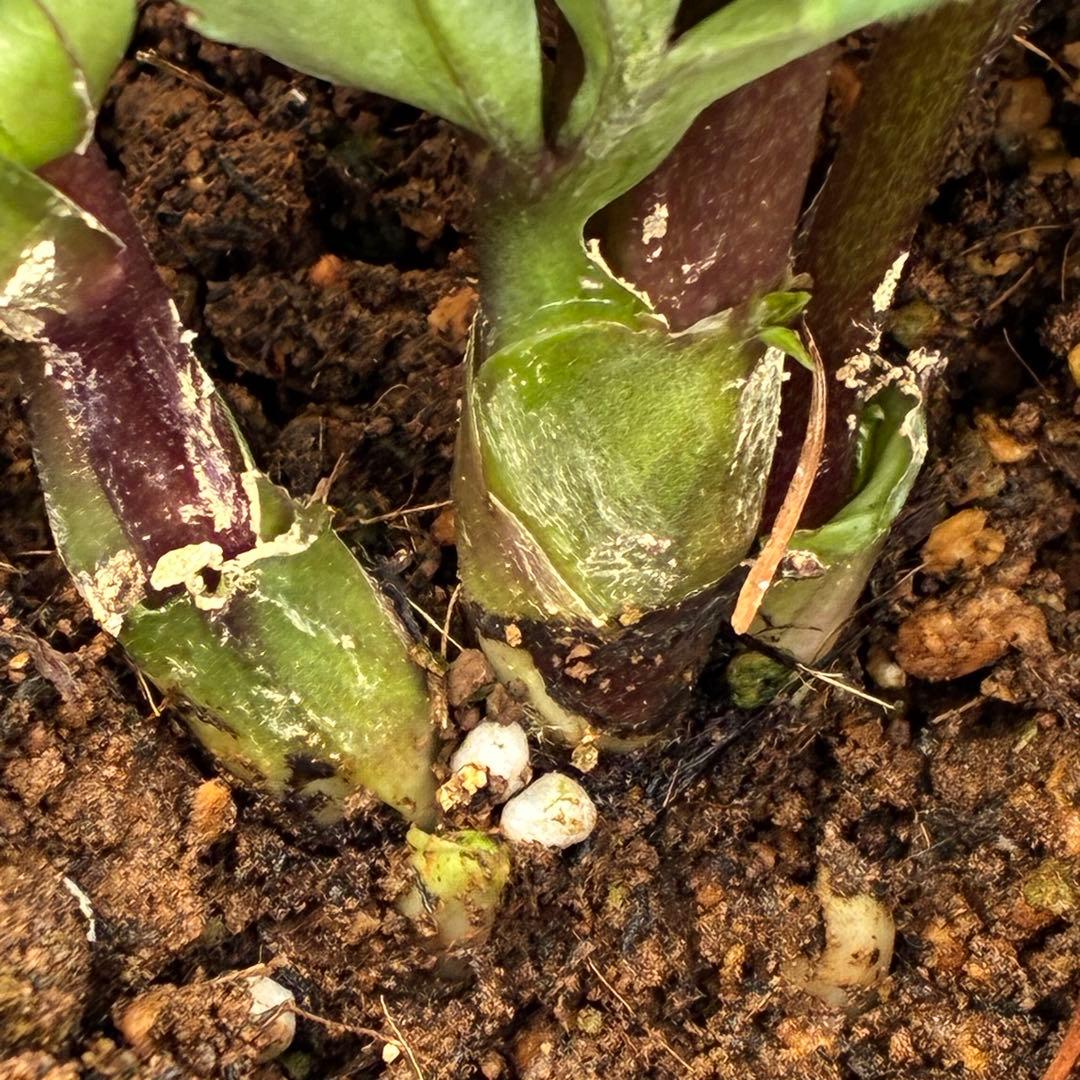 ヒ*イ様 ☘️限定1株☘️未株分け☘️花付き☘️タグ付き☘️3363⭐️ベビード