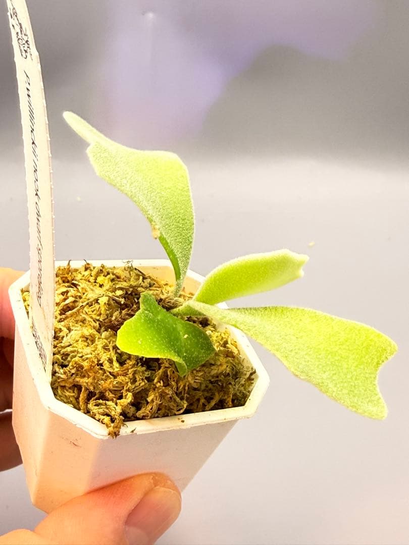 しーあ　ビカクシダ　P.willinckii Dwarf Nook