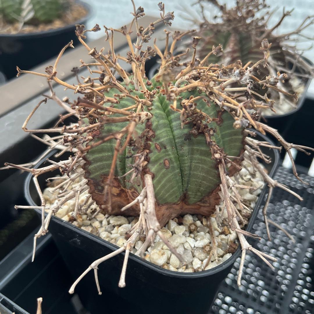 バリダ　ユーフォルビア　オベサ　ホリダ　2個セット