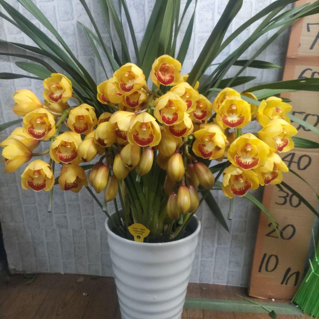 ⭐️シンピジュームアーチ５本立ち⭐️チャペルの鐘