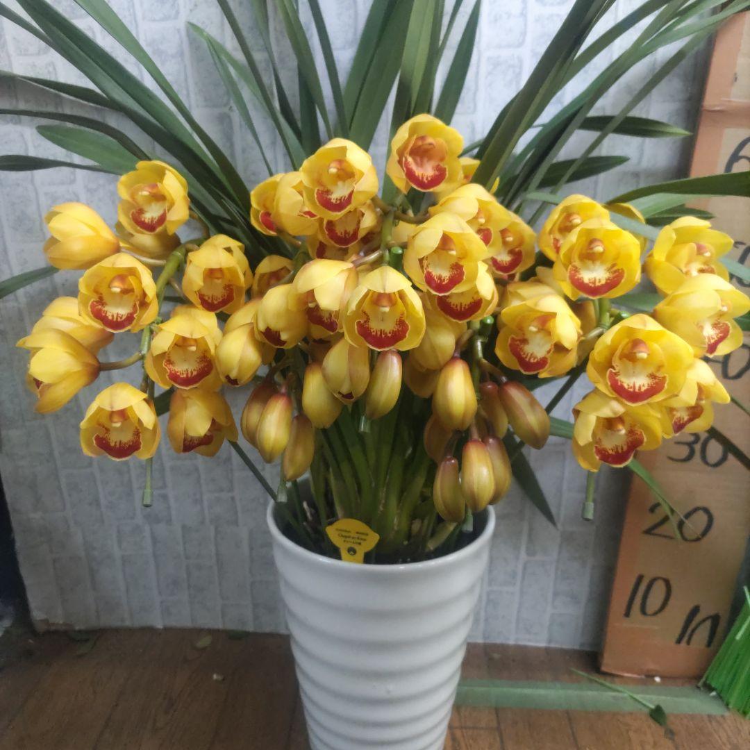 ⭐️シンピジュームアーチ５本立ち⭐️チャペルの鐘