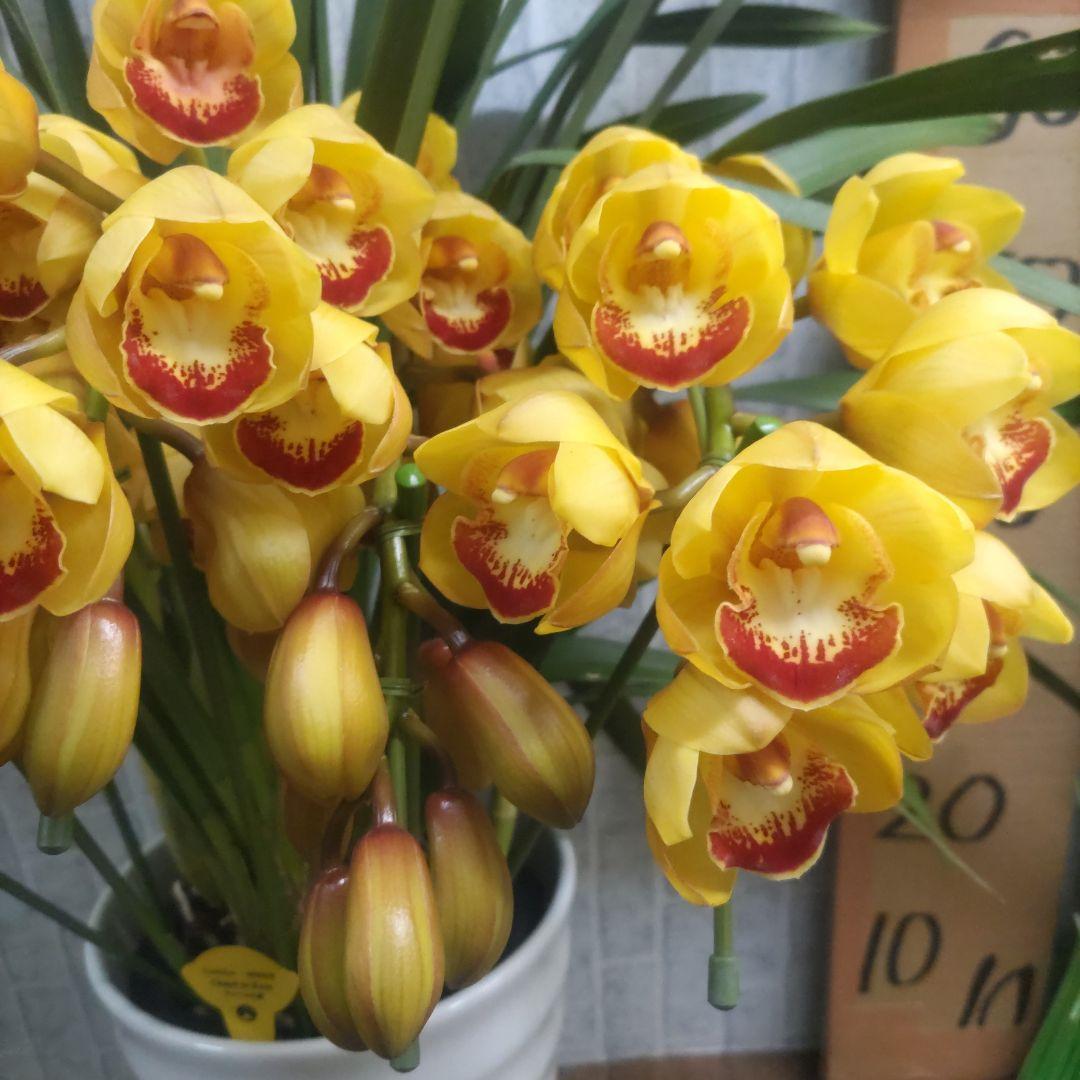 ⭐️シンピジュームアーチ５本立ち⭐️チャペルの鐘