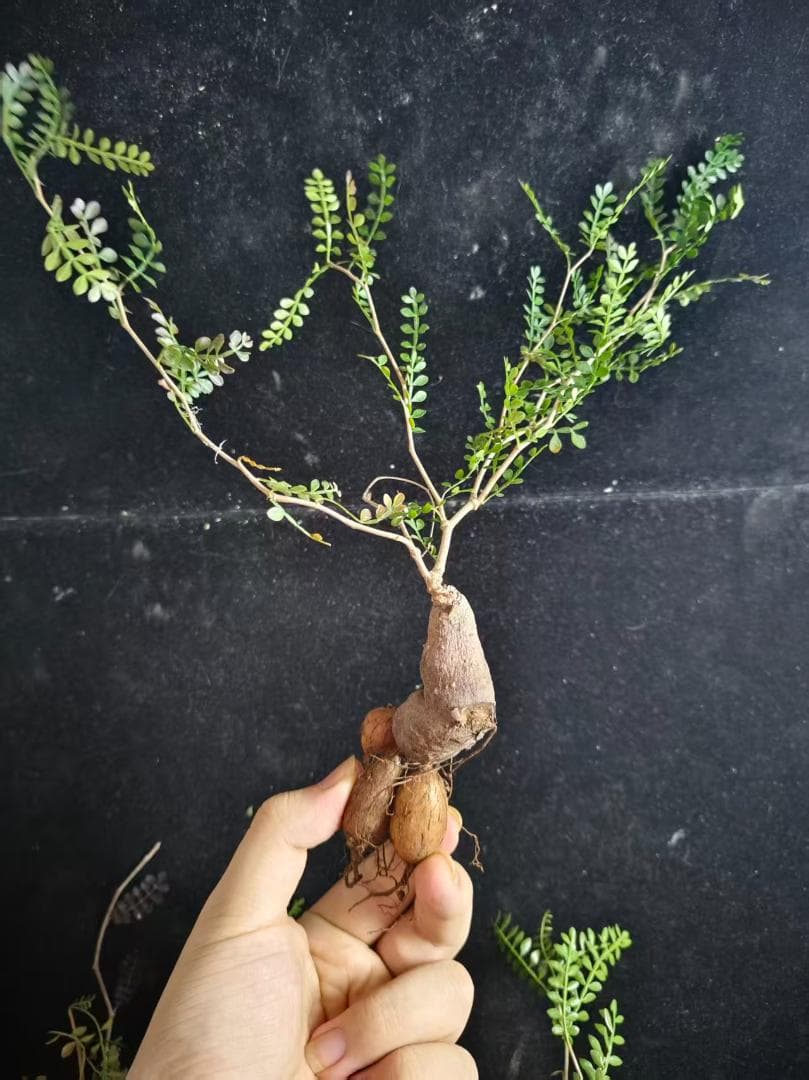 a*m様 オペルクリカリア パキプス／Operculicarya pachypu