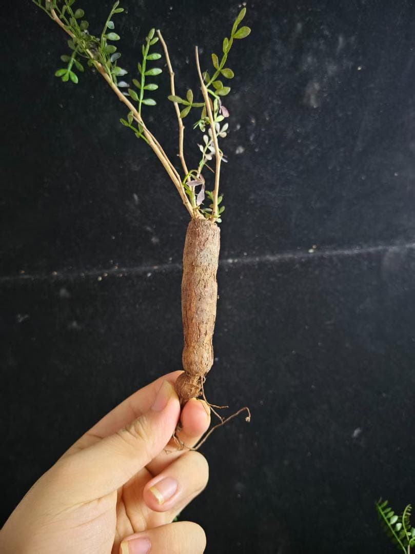 a*m様 オペルクリカリア パキプス／Operculicarya pachypu