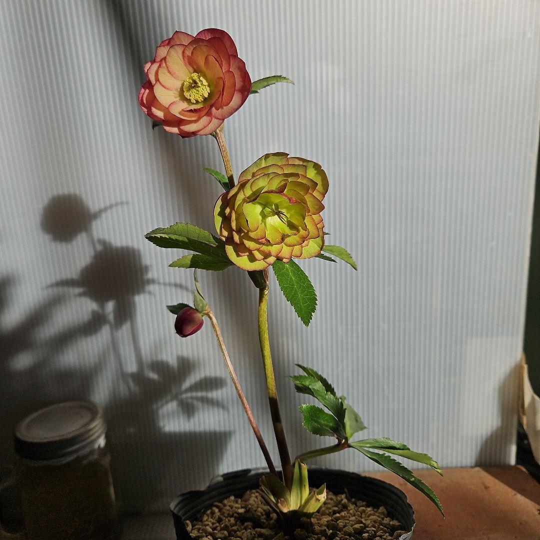 ㉖-253クリスマスローズ