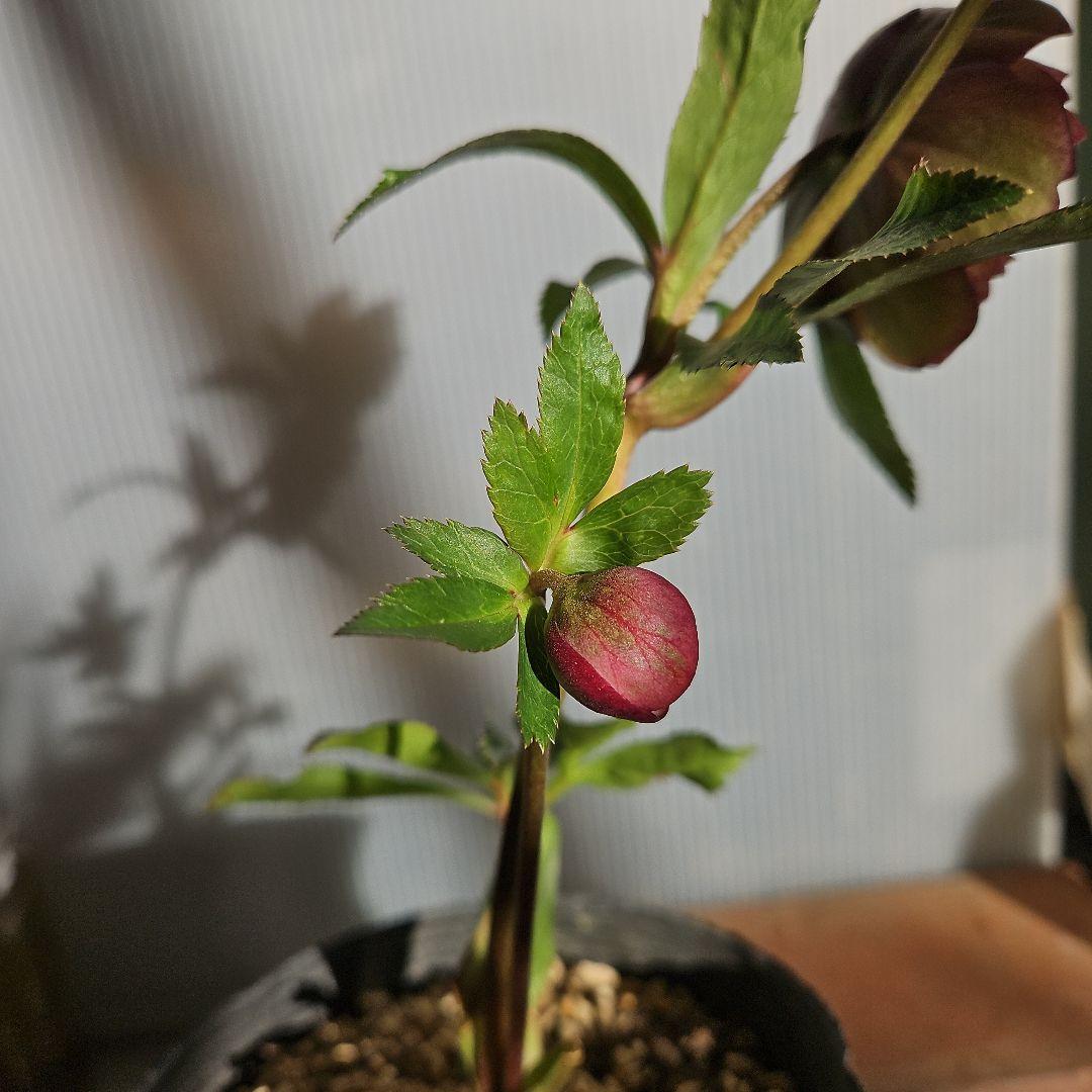 ㉖-253クリスマスローズ