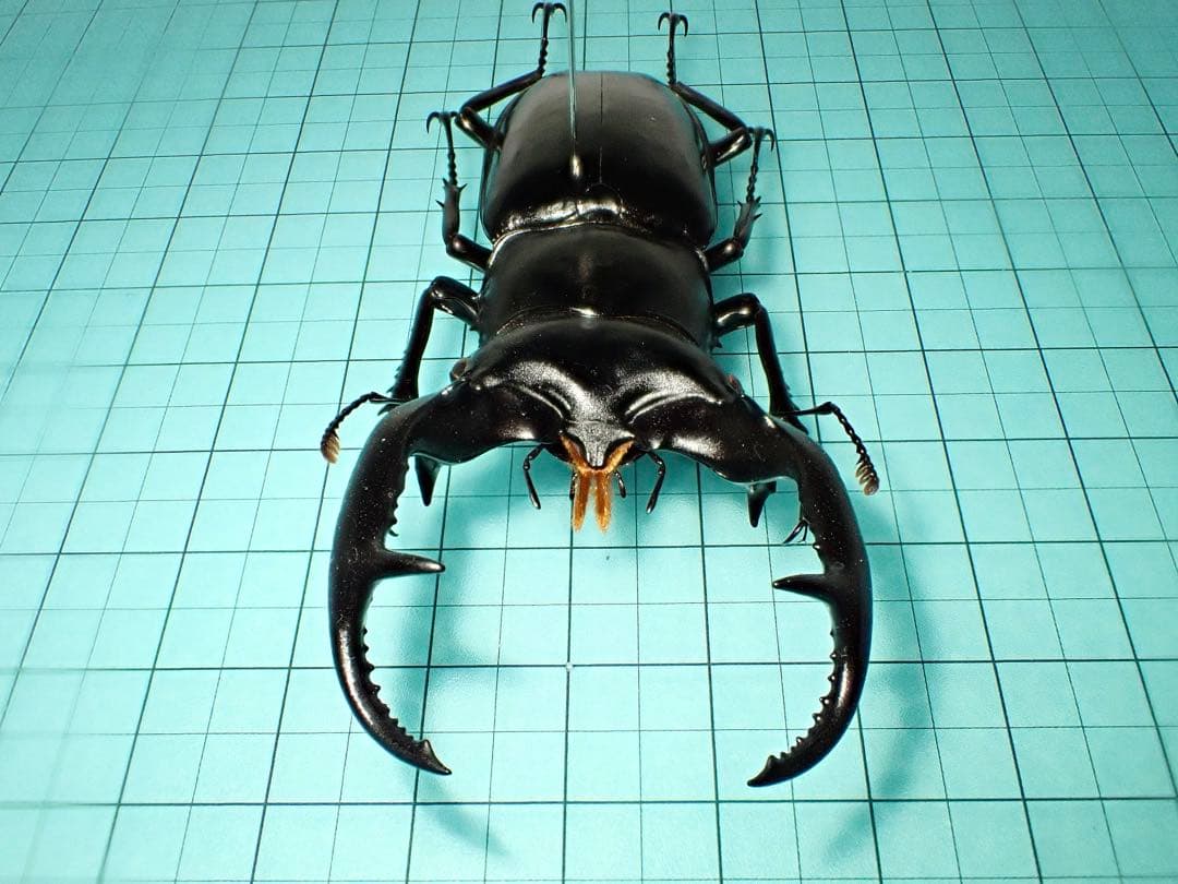 ナカジ　ウエストウッディ　カズミアエ　ミャンマー産　野外品　79.2ミリ