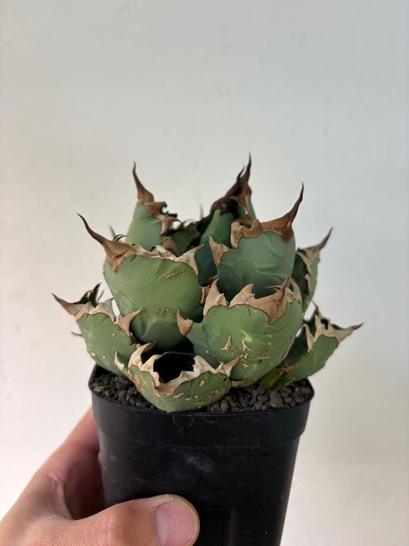 アガベ　大株セット【格安】