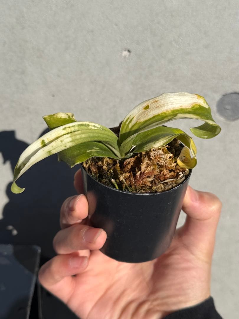 【Noon】　万年青　『輪波獅子』、『矢筈獅子』　2つセット