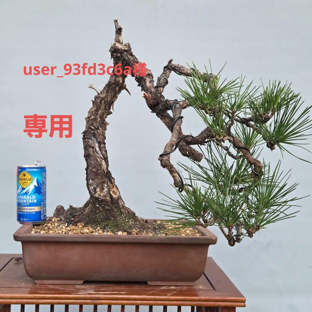 黒松　[変わり木]　中品盆栽素材