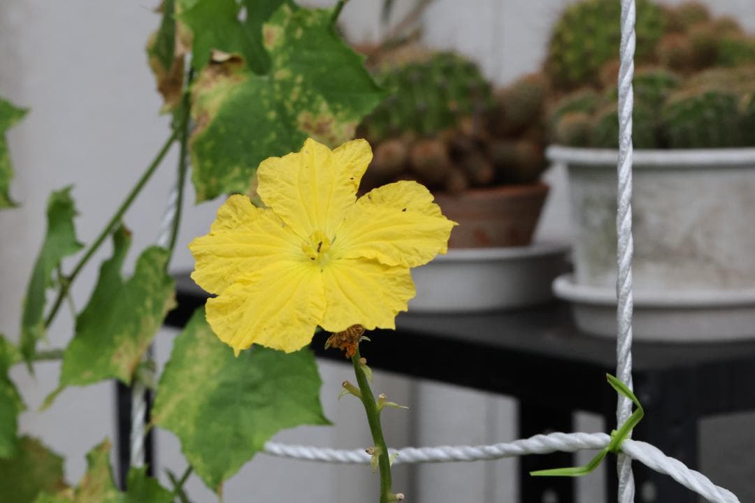 Canon EF 100mm f/2.8L マクロレンズ