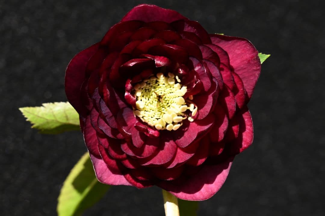 クリスマスローズ　認定シャガール　加藤農園