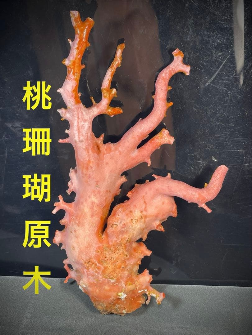 天然桃珊瑚 原木