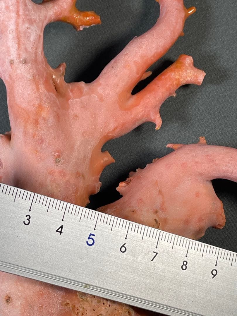 天然桃珊瑚 原木