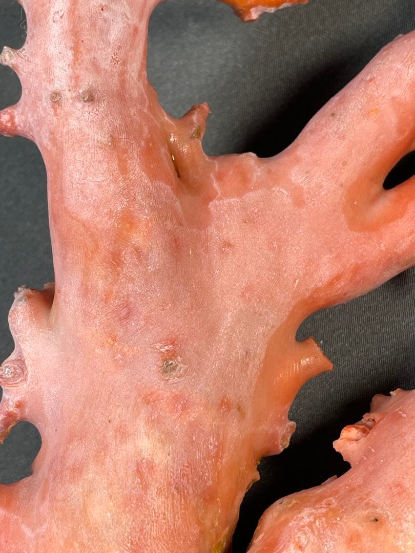 天然桃珊瑚 原木