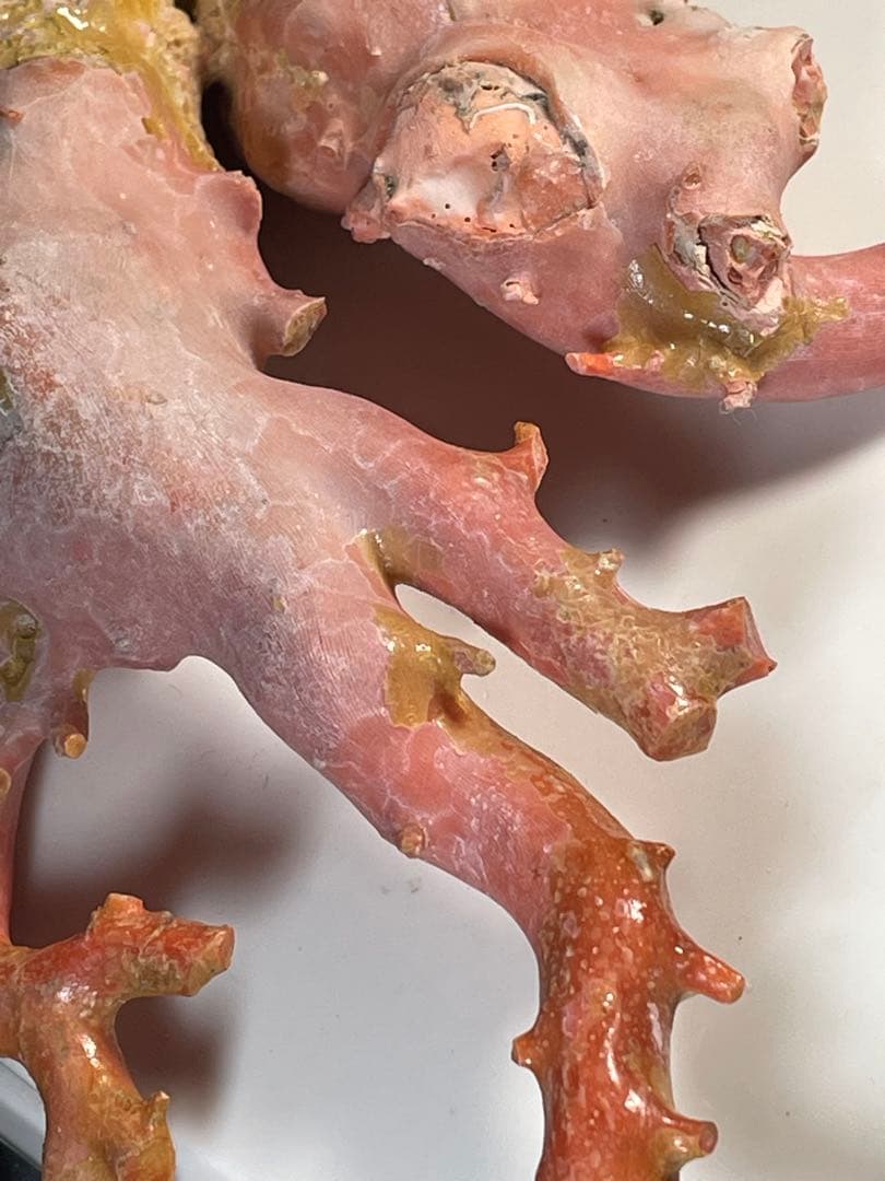 天然桃珊瑚 原木