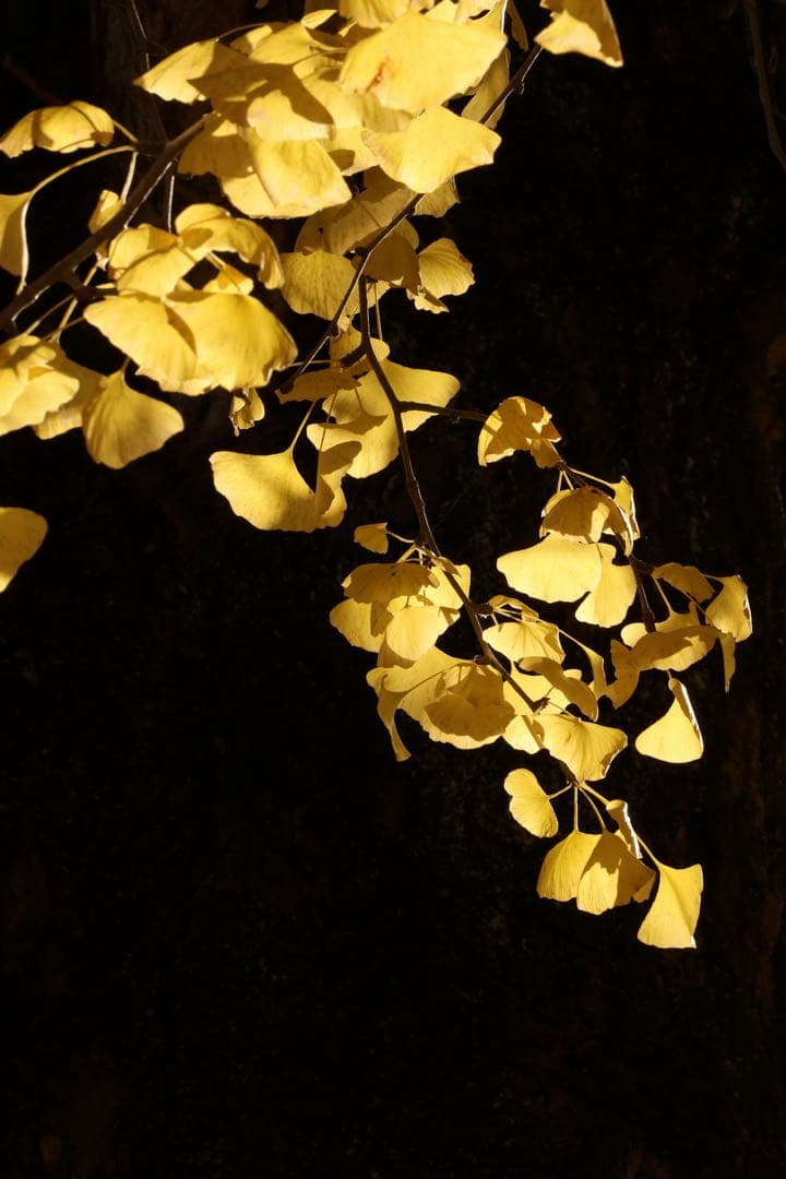 Canon RF 70-200mm F4 L IS USM レンズフード付き