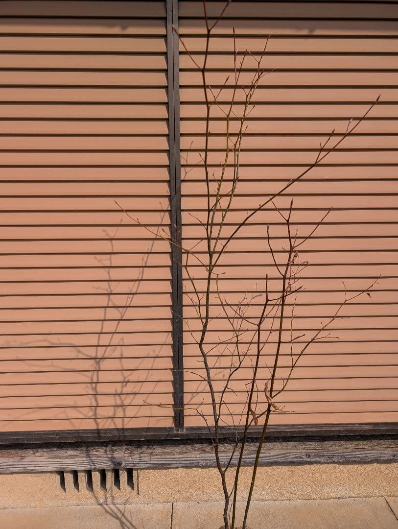 クロモジ　株立　①