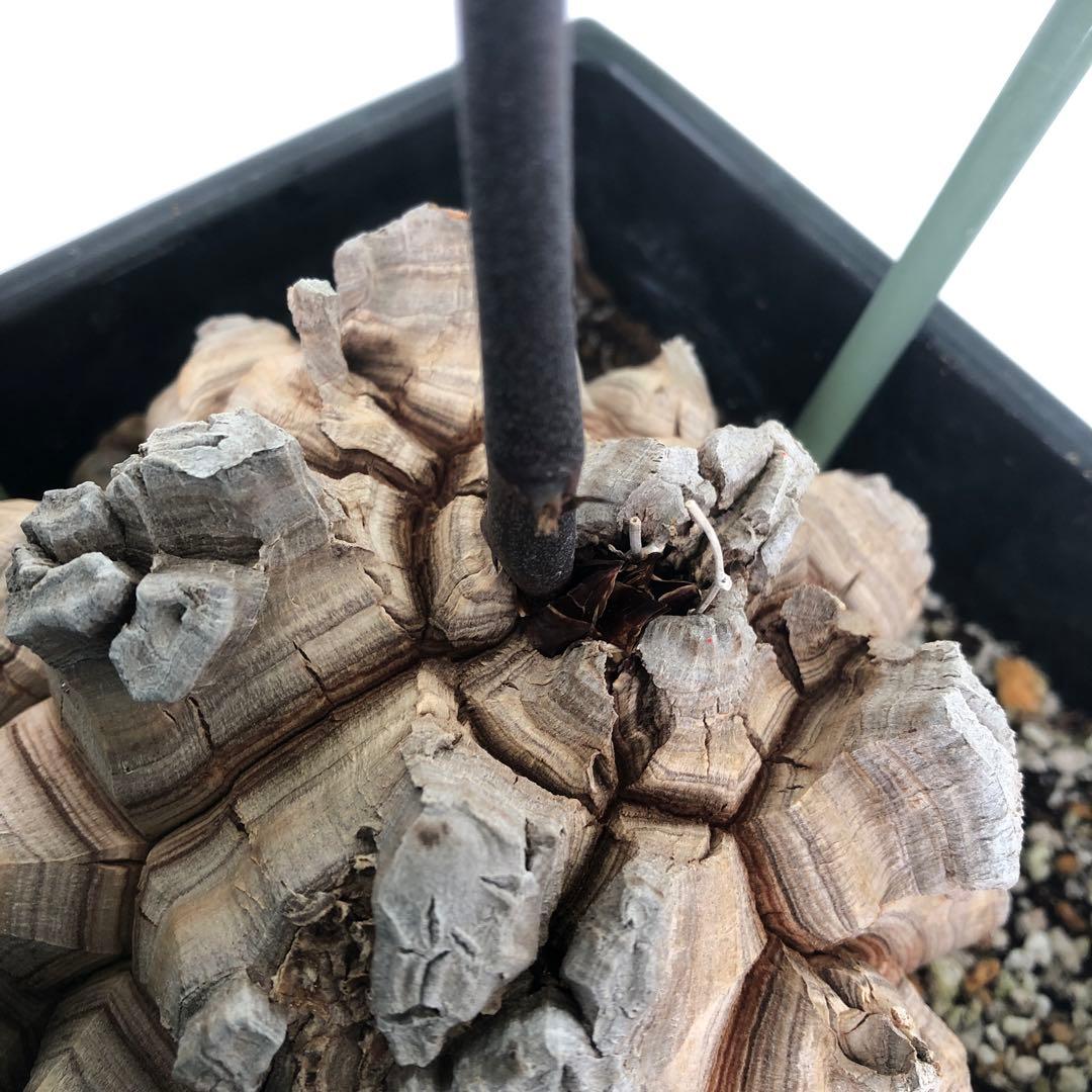 アフリカ亀甲竜　5号角鉢