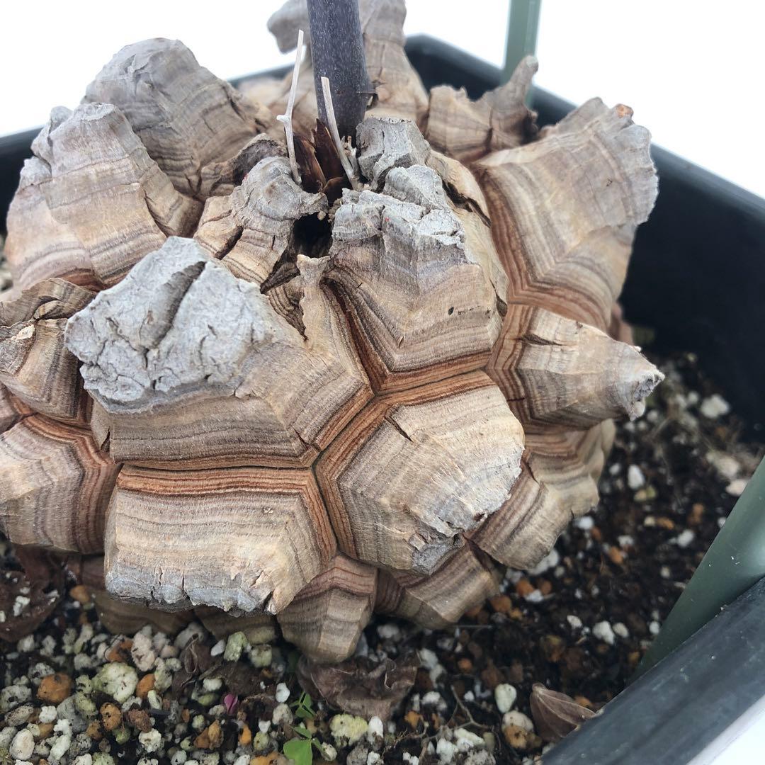 アフリカ亀甲竜　5号角鉢