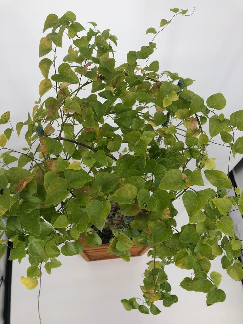 アフリカ亀甲竜　5号角鉢