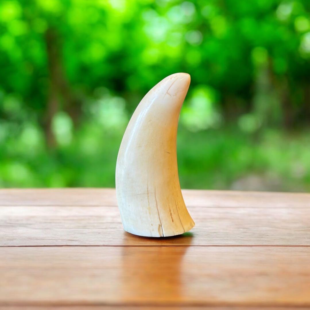 マッコウクジラ 鯨歯工芸品 抹香鯨 歯牙 鯨歯 歯鯨 在銘 牛 彫 169g