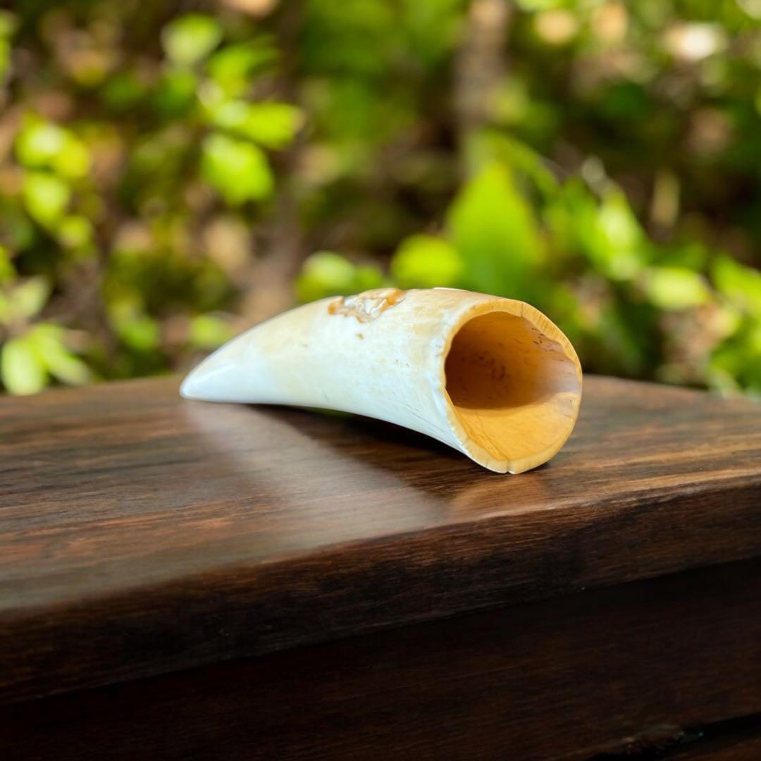 マッコウクジラ 鯨歯工芸品 抹香鯨 歯牙 鯨歯 歯鯨 在銘 牛 彫 169g