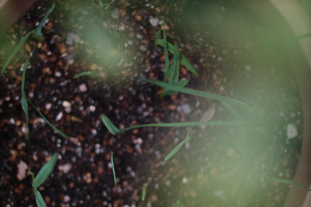 【完動品】Canon AE-1 Program NFD 50mm f/1.4