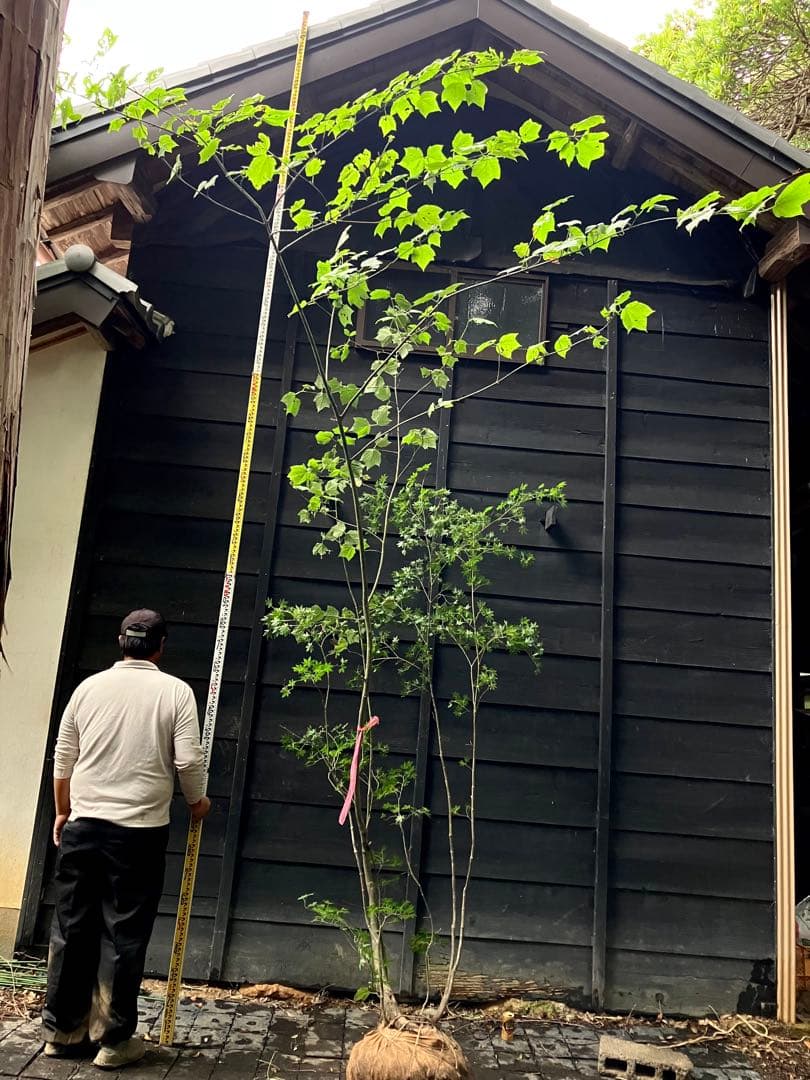 山採り　ウリハダカエデ ヤマモミジ　混合株