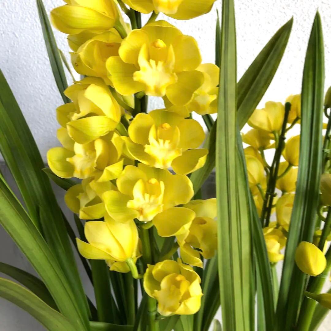 クリスマスローズ 月と太陽、まさこ