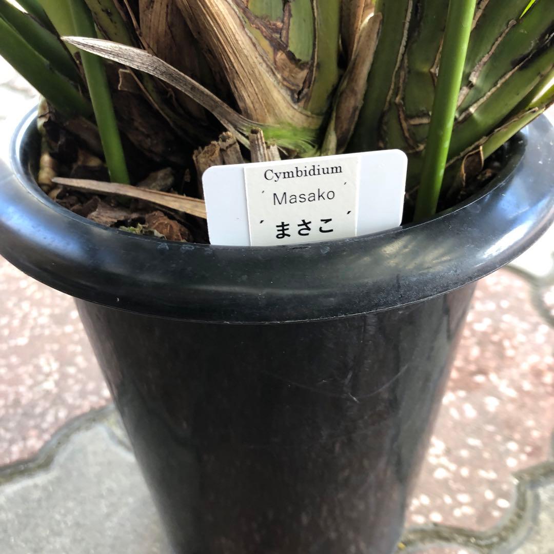 クリスマスローズ 月と太陽、まさこ