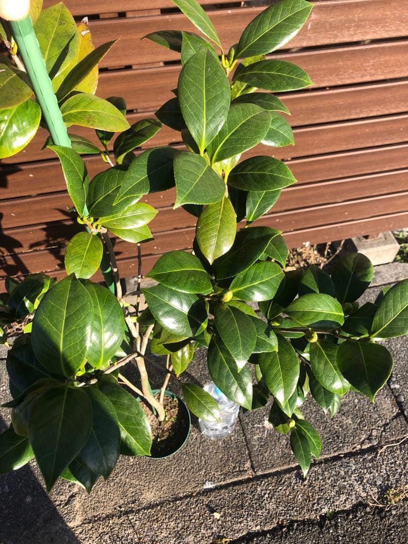 ダローネガ　椿　鉢底約125cm