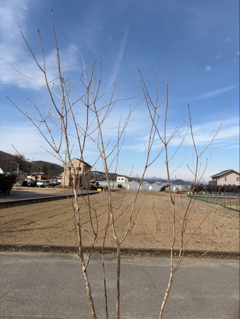 山採り アオダモ 株立ち 3本立ち 自然樹形