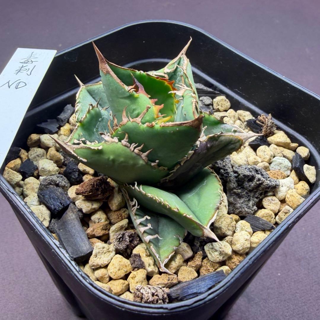 101326 毒刺ND 白犀牛