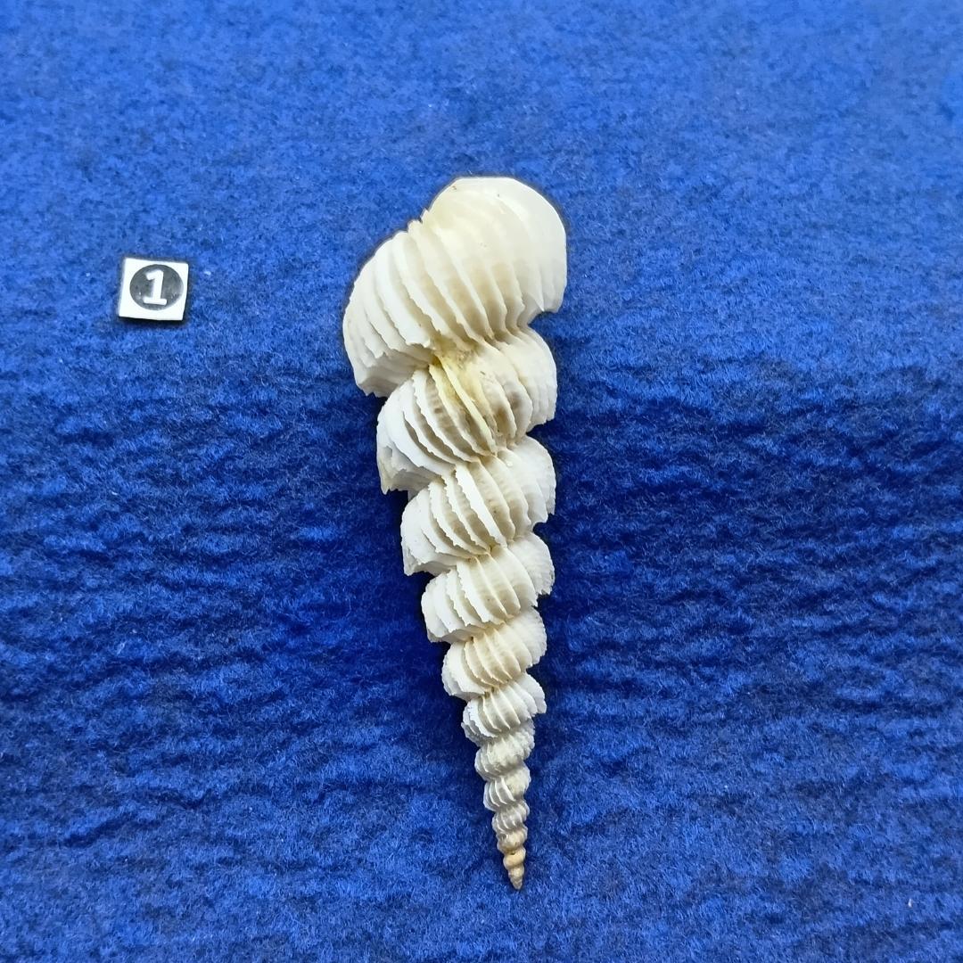 ①-1貝標本ヤエバイトカケ（蓋付：胴太型）