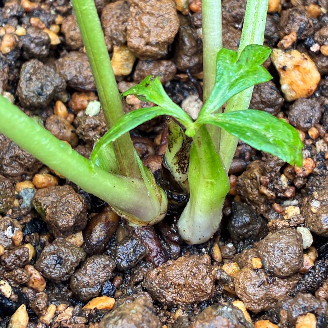 ち*ん様 ☘️ラスト2☘️タグ付き☘️新葉ワサワサ3279⭐️NEW⭐️Choc