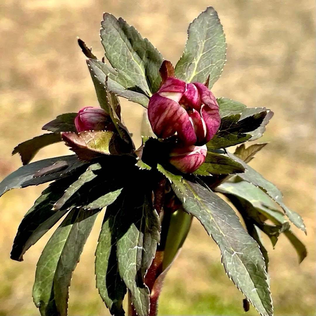 ち*ん様 ☘️ラスト2☘️タグ付き☘️新葉ワサワサ3279⭐️NEW⭐️Choc