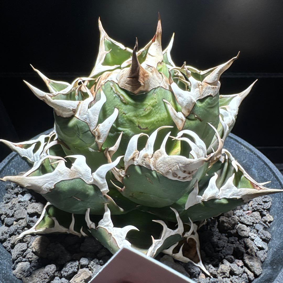 【tomu 】アガベ　チタノタ　レッドキャットウィーズル 白鯨　黒鯨　金剛