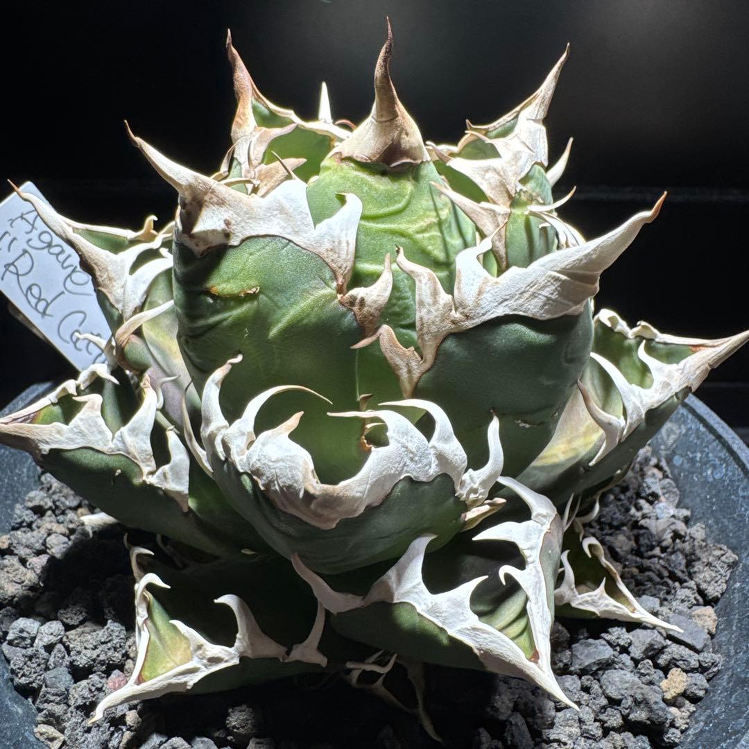 【tomu 】アガベ　チタノタ　レッドキャットウィーズル 白鯨　黒鯨　金剛