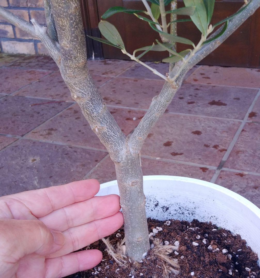 オリーブの木 シプレッシーノ 160cm❗ 整った樹形 綺麗な葉色 大型8号