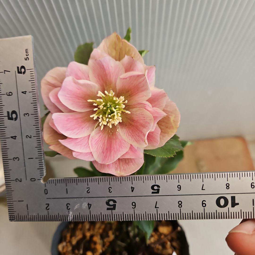 蒼ララ様ご購入苗㉖-365クリスマスローズ