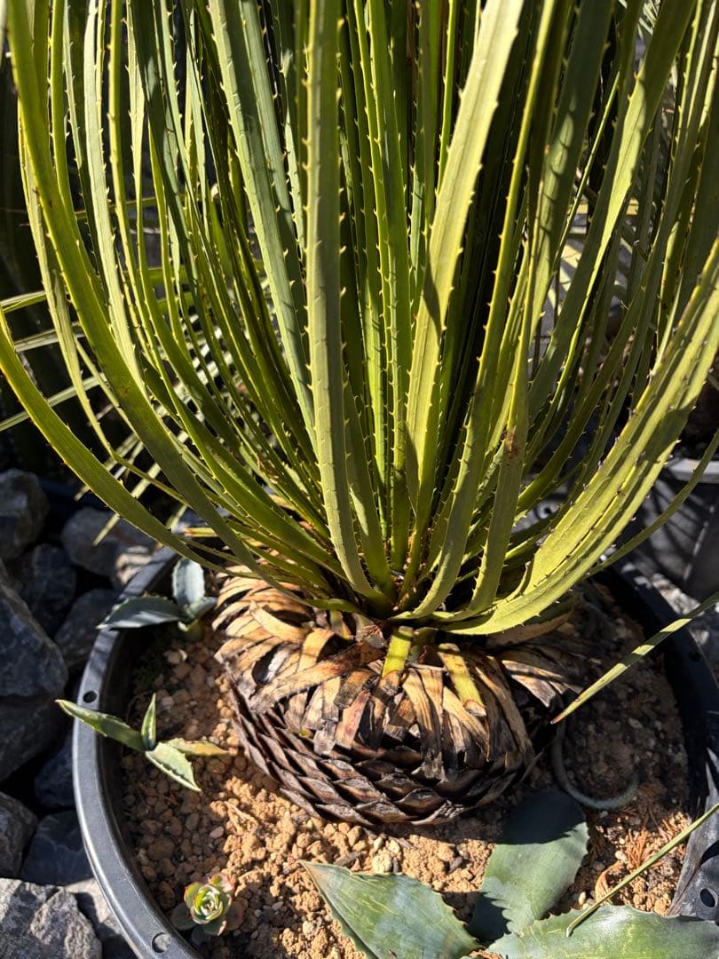 耐寒性ダシリリオン大苗ミキワネンシス◇ドライガーデン多肉サボテン　アガベ　ユッカ