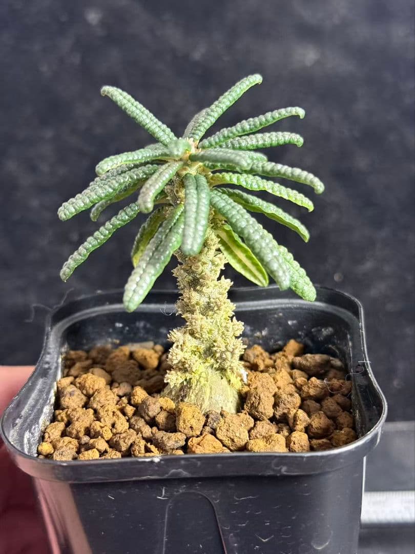 t*e様 ドルステニア・ギガス ブルラタタイプ 実生株｜発根済み 鉢植え発送 Z