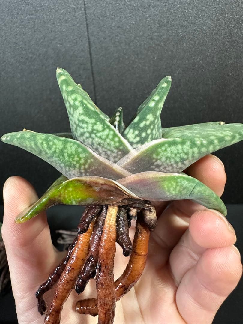 お問い合わせ確認用　ガステリア