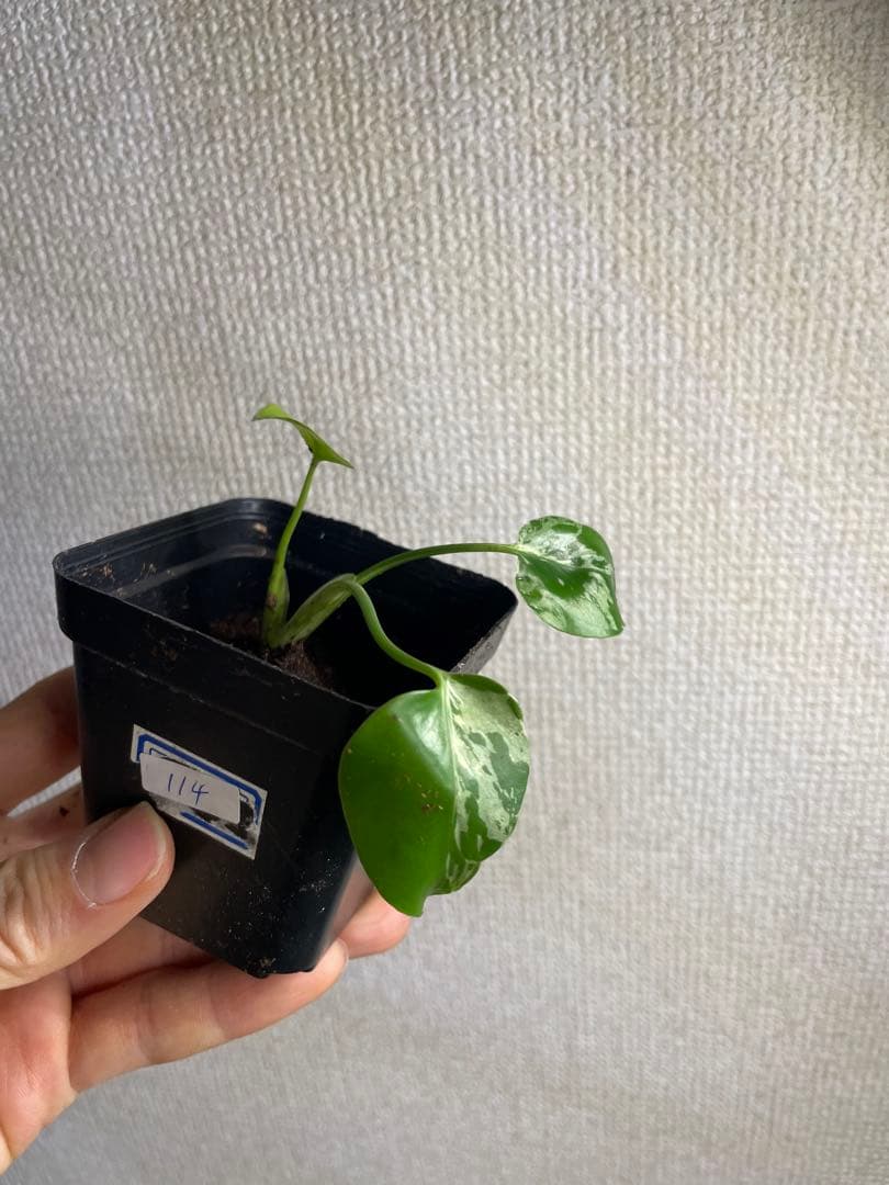 m*o様 モンステラ　デリシオーサ　バルバソー